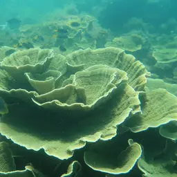 Pore Coral, photo 6