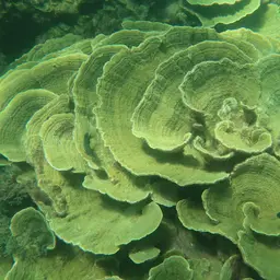 Pore Coral, photo 7