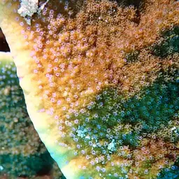 Pore Coral, photo 8
