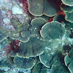 Pore Coral, photo 9