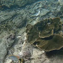 Pore Coral, photo 10