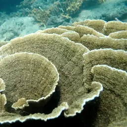 Pore Coral, photo 11