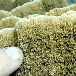 Pore Coral, photo 12