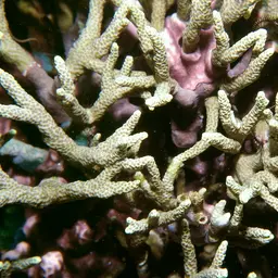 Pore Coral, photo 2