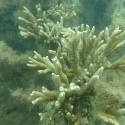 Pore Coral, photo 3