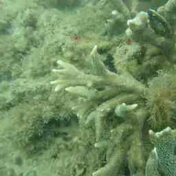 Pore Coral, photo 4