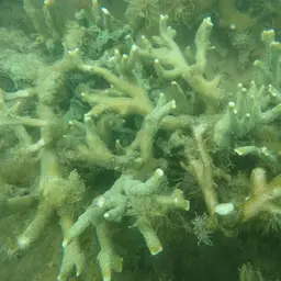 Pore Coral, photo 5