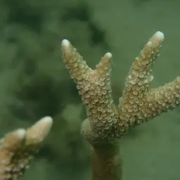 Pore Coral, photo 6