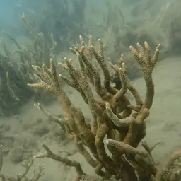 Pore Coral, photo 7