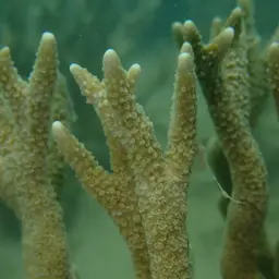 Pore Coral, photo 8