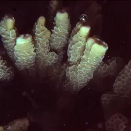 Pore Coral, photo 9