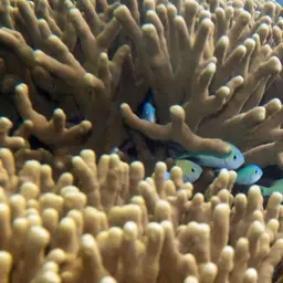 Pore Coral, photo 10