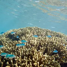 Pore Coral, photo 1