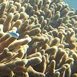 Pore Coral, photo 11