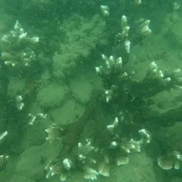 Pore Coral, photo 2