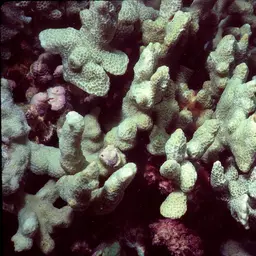 Pore Coral, photo 3