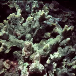 Pore Coral, photo 1