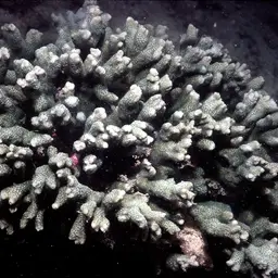 Pore Coral, photo 4