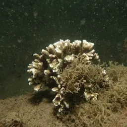 Pore Coral, photo 5