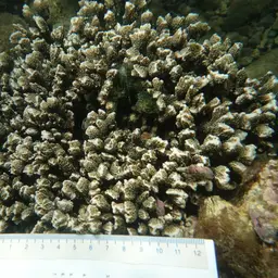 Pore Coral, photo 6