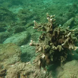Pore Coral, photo 7