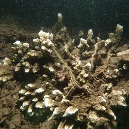Pore Coral, photo 8