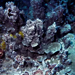 Pore Coral, photo 1