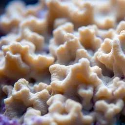 Pore Coral, photo 2