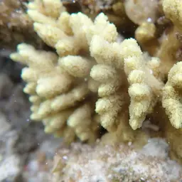 Pore Coral, photo 1
