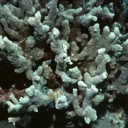 Pore Coral, photo 2