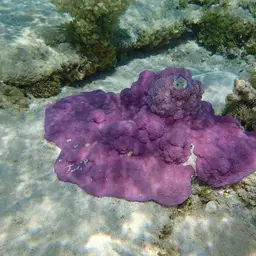 Pore Coral, photo 1