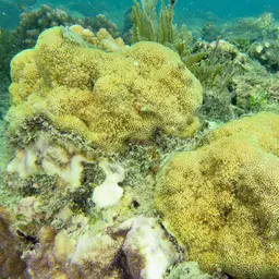 Pore Coral, photo 2