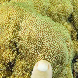 Pore Coral, photo 3