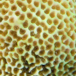 Pore Coral, photo 4