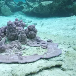 Pore Coral, photo 5