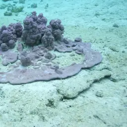 Pore Coral, photo 6