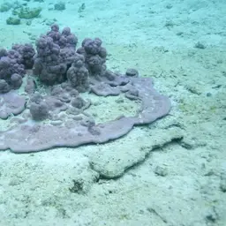 Pore Coral, photo 7