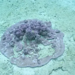 Pore Coral, photo 8