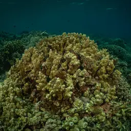 Pore Coral, photo 9