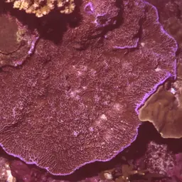 Pore Coral, photo 10