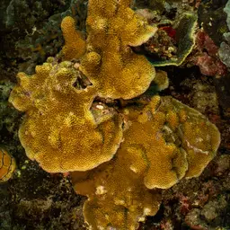 Pore Coral, photo 11