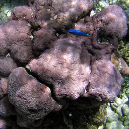Pore Coral, photo 12