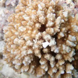 Pore Coral, photo 1