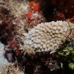 Pore Coral, photo 2