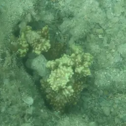 Pore Coral, photo 3