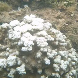 Pore Coral, photo 4