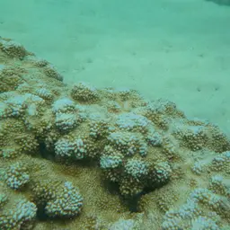 Pore Coral, photo 5