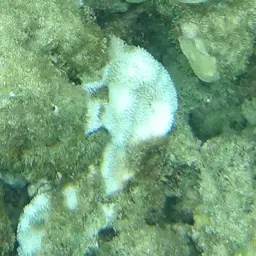 Pore Coral, photo 6