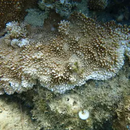 Pore Coral, photo 7