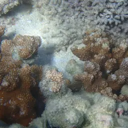 Pore Coral, photo 8